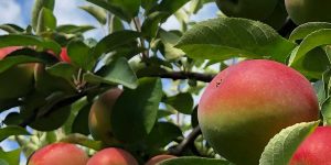 Festival-apple Apples on branches