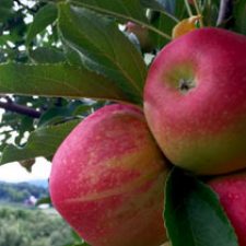 Main-apples Bright Red apples on the trees.