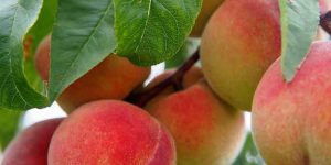 Early Peach Peaches