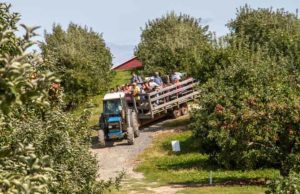 A tractor pulls a wagon filled with people through an apple orchard.