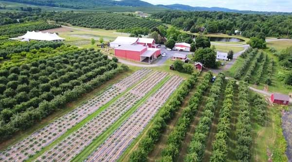 Aerial View of the Weed Orchards showing a red barn and rows of crops and apple trees.