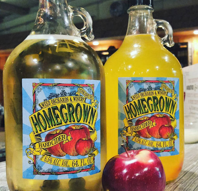 Two large glass jars of yellow toned hard cider staged on a wood bar.