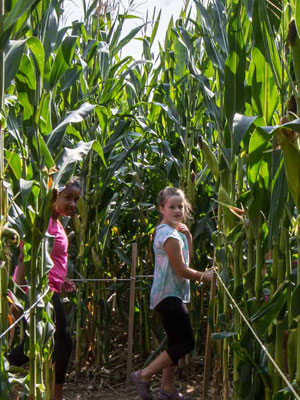 Two children wander through a corn maze.