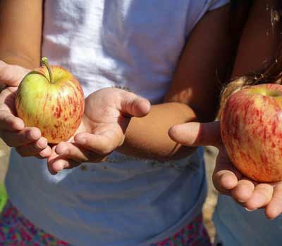 closeup of children's hands holding apples