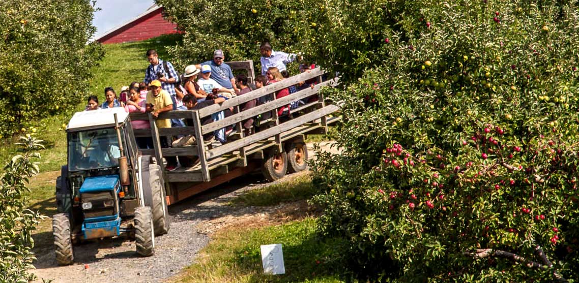 Hayrides A tractor pulls a wagon filled with people through an apple orchard.