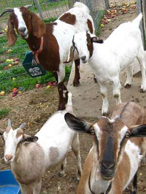 Goats Four brown and white spotted goats standing in their play area.
