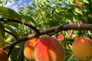 Peaches on branches