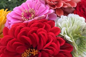 Picking-Zinnias Zinnia Flowers