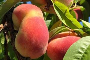 Donut Peach