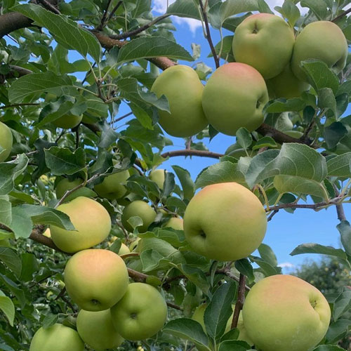 gingergold-mail-weed-orchards-and-winery