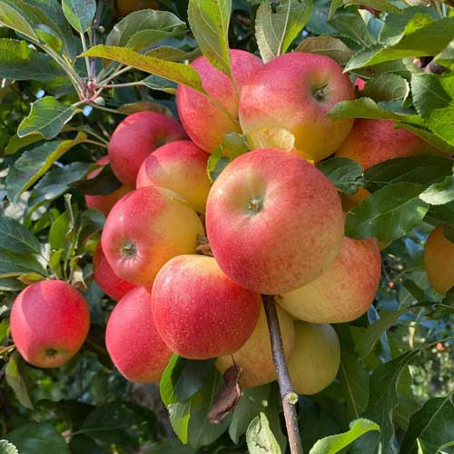 Apples on a tree