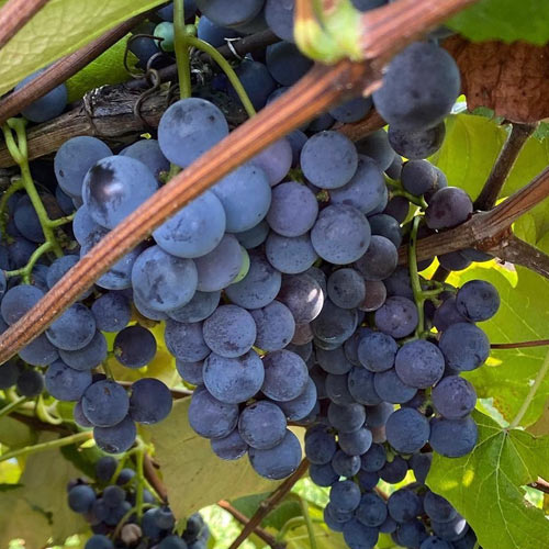 Bunches of concord grapes on a vine