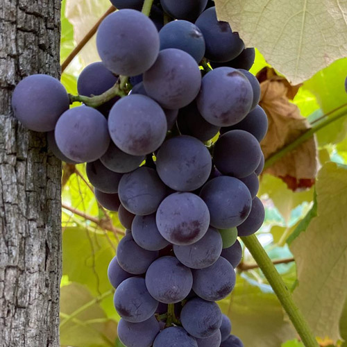 Sheridan grapes hanging from a vine
