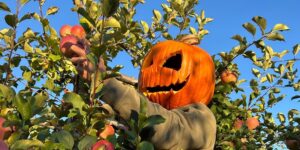 A person with a carved pumpkin on their head climbs a tree to pick apples.