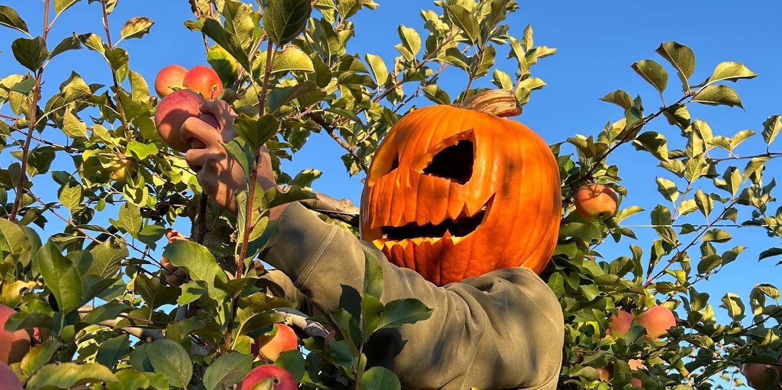 A person with a carved pumpkin on their head climbs a tree to pick apples.