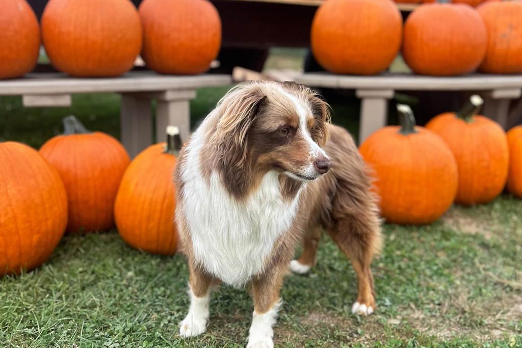 A tan and white dog stands in front of a selection of freshly picked pumpkins