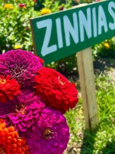 Close Up of red and magenta Zinnias