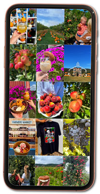 A phone screen with an instagram feed showing photos of apples, drinks, merch, and mountain landscapes