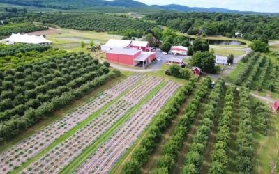 Aerial View of the Weed Orchards showing a red barn and rows of crops and apple trees.