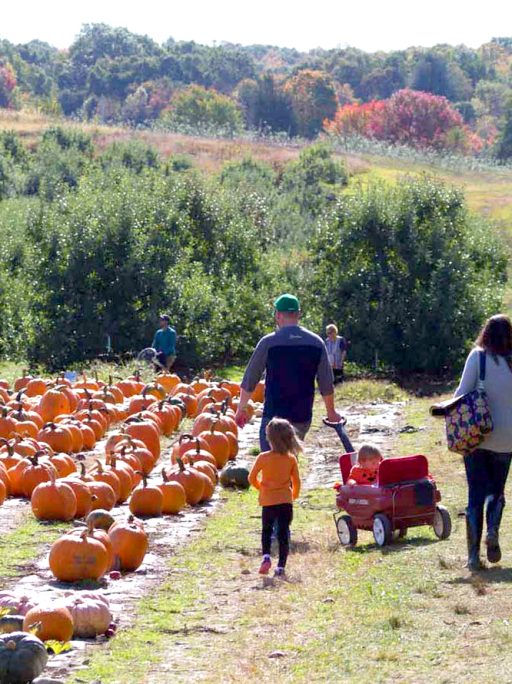 PumpkinPIcking2