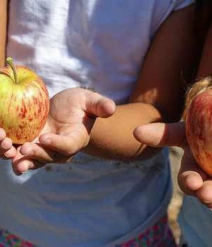 closeup of children's hands holding apples